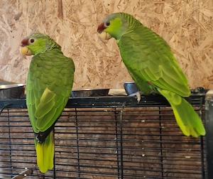 Amazonen Pärchen handzahm und sprechend Blaukappen Amazonen 