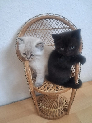 bkh katzen