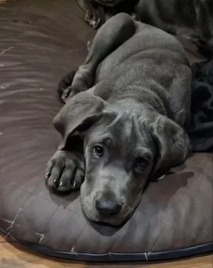 Deutsche Dogge Rüde 