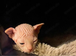 Canadian Sphynx 