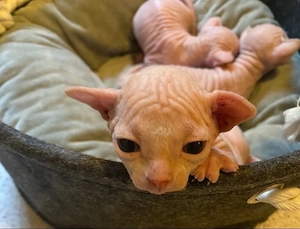 Canadian Sphynx 