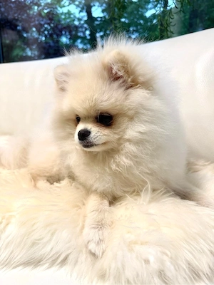Zwergspitz Pomeranian