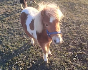 Verkaufe Ponyhengst Fuchsschecke. 