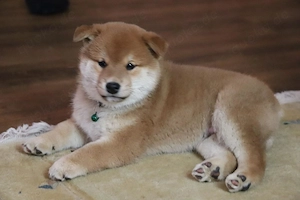 Süße Shiba Inu Welpen suchen ein neues Zuhause!