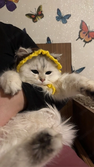 babykatzen