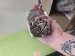 5 BKH   Maine coon-kitten suchen ein neues Zuhause Bild 4