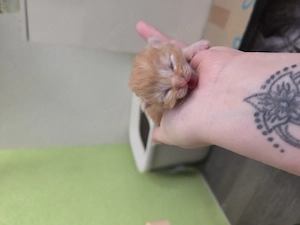 5 BKH   Maine coon-kitten suchen ein neues Zuhause Bild 9
