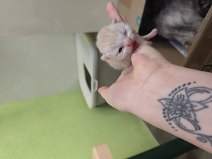 5 BKH   Maine coon-kitten suchen ein neues Zuhause Bild 7