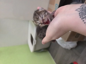 5 BKH   Maine coon-kitten suchen ein neues Zuhause Bild 3