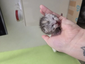 5 BKH   Maine coon-kitten suchen ein neues Zuhause Bild 5
