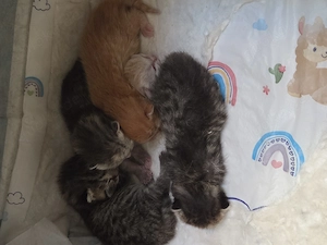 5 BKH   Maine coon-kitten suchen ein neues Zuhause Bild 2