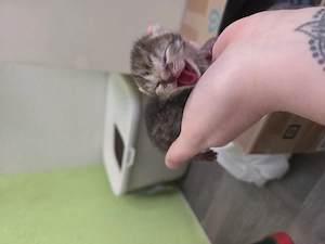 5 BKH   Maine coon-kitten suchen ein neues Zuhause Bild 6