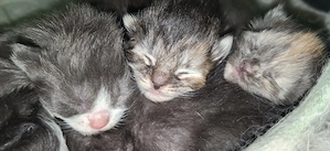 Maine Coons mit XXL Vorfahren suchen liebevolles Zuhause