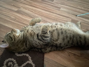 junger kater 