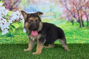 Reinrassige Deutsche Schäferhund-Welpen