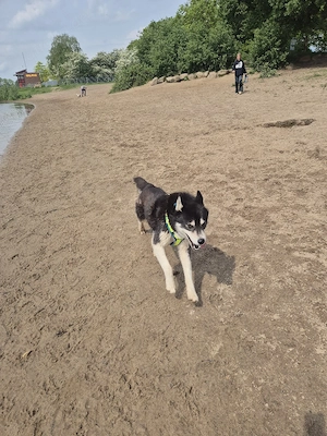 1 reinrassiger Siberian Husky Welpe *abgabebereit* Bild 6