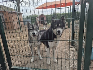 Wir erwarten Siberian Husky Welpen
