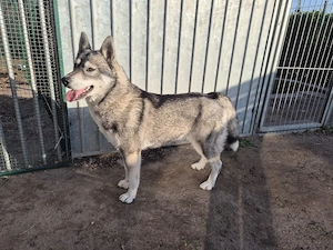 1 reinrassiger Siberian Husky Welpe *abgabebereit* Bild 5