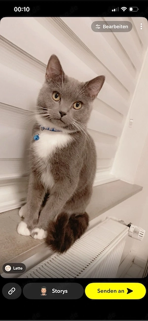 BKH Kater 2 Jahre 