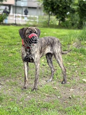 Azula sucht Hundekontakt :) Bild 3