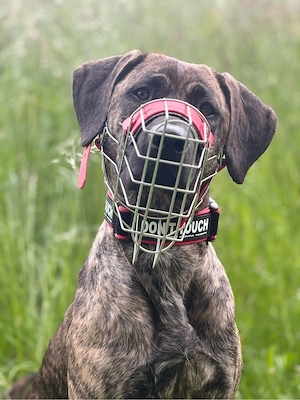 Azula sucht Hundekontakt :) Bild 2