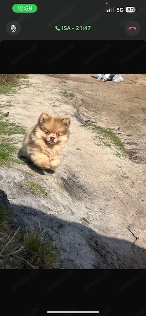 Pomeranian Rüden  