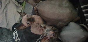 4 Kanadien Sphynx Kitten