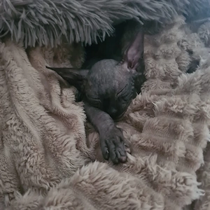 Sphynx Kater