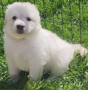Golden retriever welpen schauen sich um nach ihrem zukünftigen Zuhause