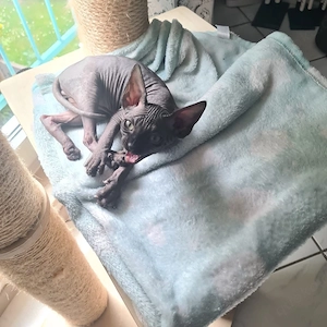 Sphynx Kater