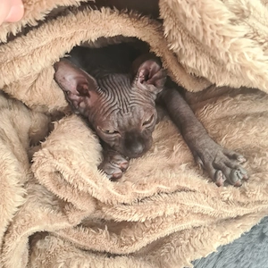 Sphynx Kater