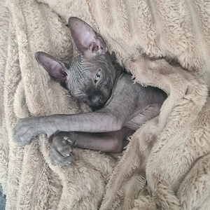 Sphynx Kater