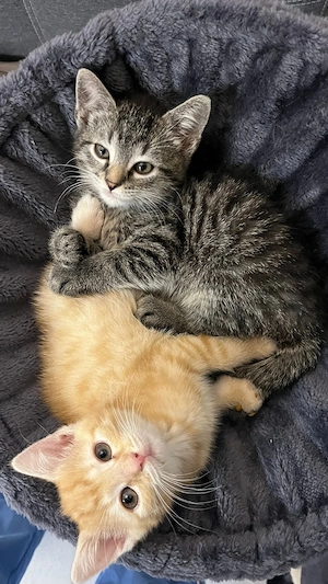 Zwei liebevolle Katzen