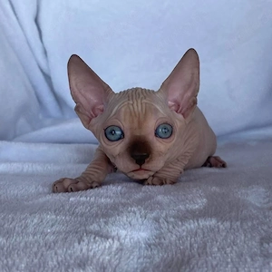   Wundervolle Sphynx-Kätzchen suchen ein liebevolles Zuhause  