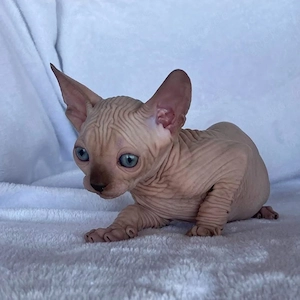   Wundervolle Sphynx-Kätzchen suchen ein liebevolles Zuhause  