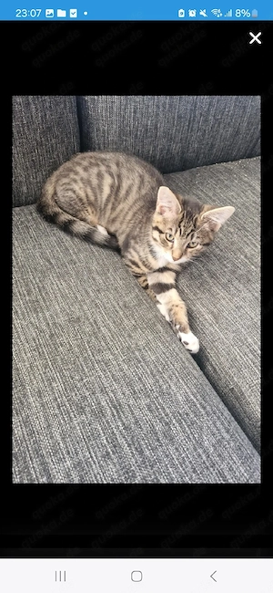 liebevolle katze sucht ein neues zuhause Bild 2