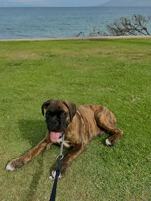 13 Wochen alter Boxerwelpe (männlich) sucht ein liebevolles Zuhause 