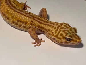 Leopardgecko Weibchen Maika (Tremper Albino Striped) inkl. großem Terrarium abzugeben.