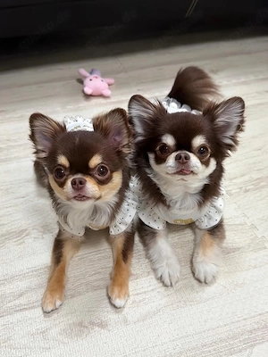 11 Monate alte Chihuahua-Hündin sucht dringend ein neues Zuhause