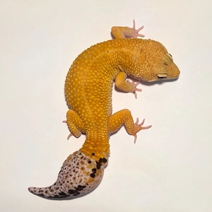 Leopardgecko Männchen Rocky (Tangerine) inkl. selbstgebautem Terrarium