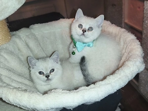 Britisch Kurzhaar Kater (blaue Augen )