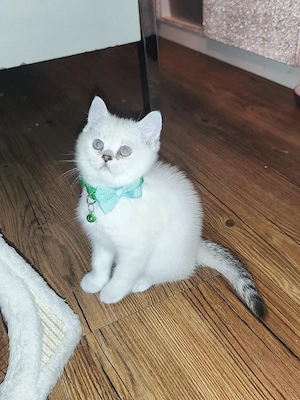 2 BKH Kater  (blaue Augen)