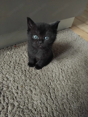 BKH baby Katze 