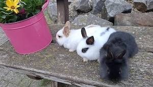 Zwergkaninchen  Bild 2