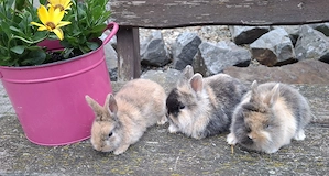 Zwergkaninchen 