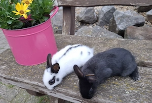 Zwergkaninchen  Bild 5
