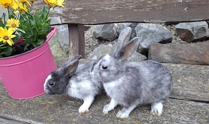 Zwergkaninchen  Bild 3