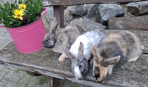 Zwergkaninchen  Bild 4