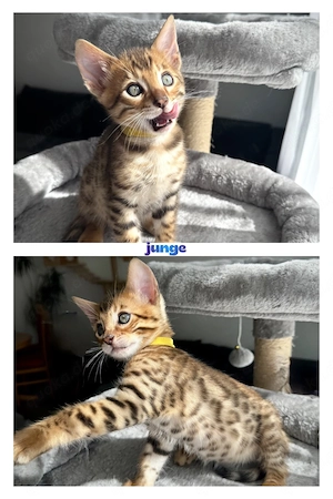 Wunderschöne Bengal-Kätzchen suchen liebevolles Zuhause   