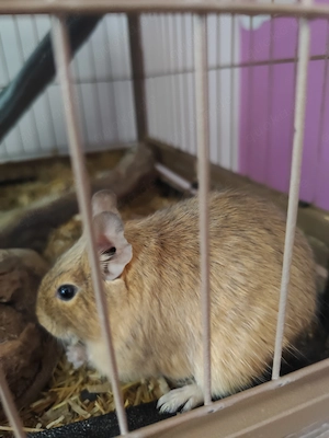 Männliche Degus 